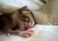 Zdjęcie do artykułu: Jak oswoić lękliwego kota – krok po kroku